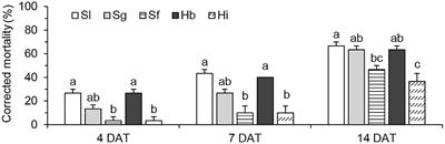 Curative efficacy of entomopathogenic nematodes against white grubs in honeysuckle fields